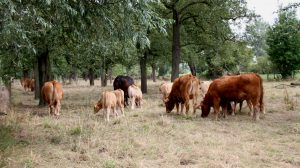 Kühe in der Urdenbacher Kämpe